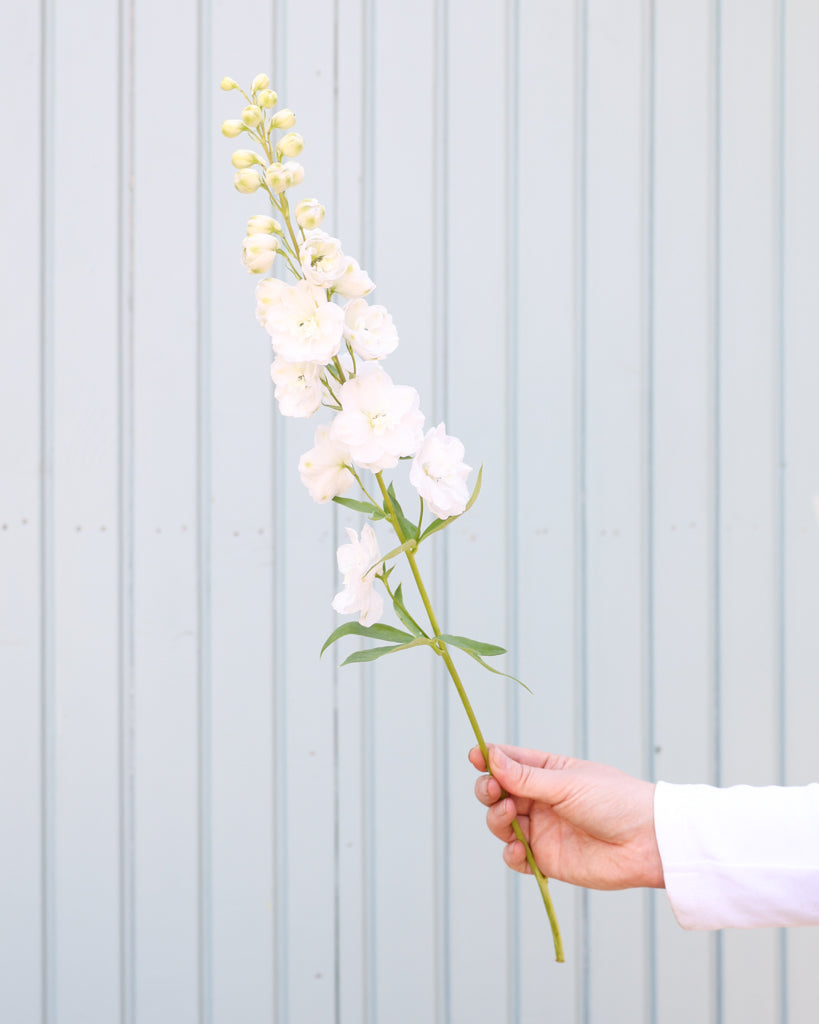 Eine reine, leuchtend weiße Blütenrispe des Rittersporns (Delphinium elatum ‘Aurora White’ F1) blühend in der Hand gehalten.