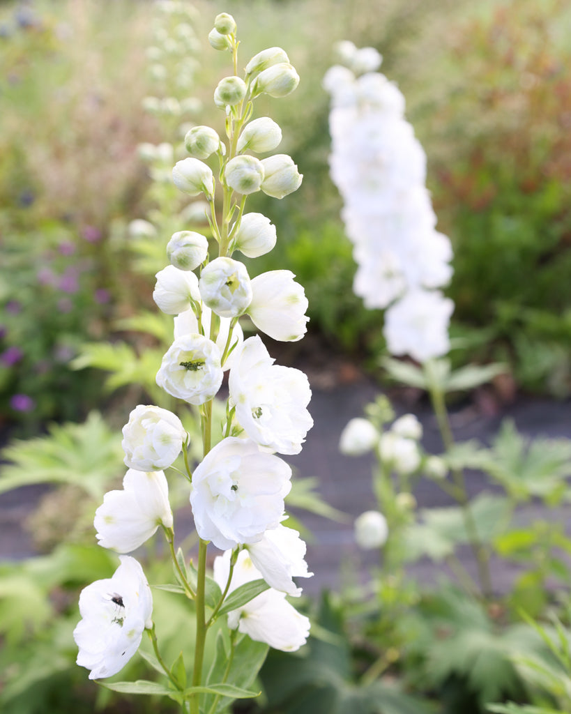 Nahaufnahme einer reinen, leuchtend weißen Blütenrispe des Rittersporns (Delphinium elatum ‘Aurora White’ F1).