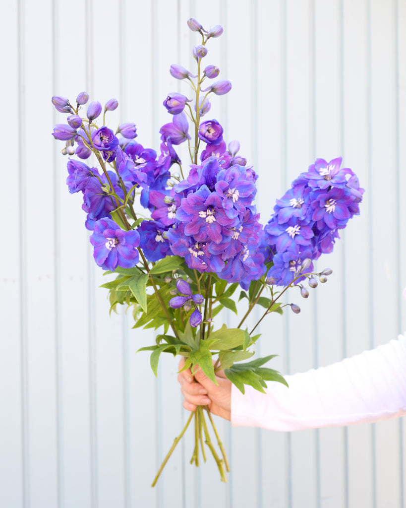 Mehrere Blütenrispen des Rittersporns (Delphinium elatum ‘Guardian Blue’) in sattem Blauviolett mit weißem Auge blühend in der Hand gehalten.