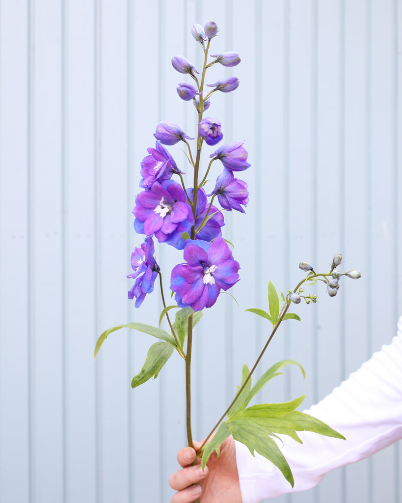Eine Blütenrispe des Rittersporns (Delphinium elatum ‘Guardian Blue’) in sattem Blauviolett mit weißem Auge blühend in der Hand gehalten.