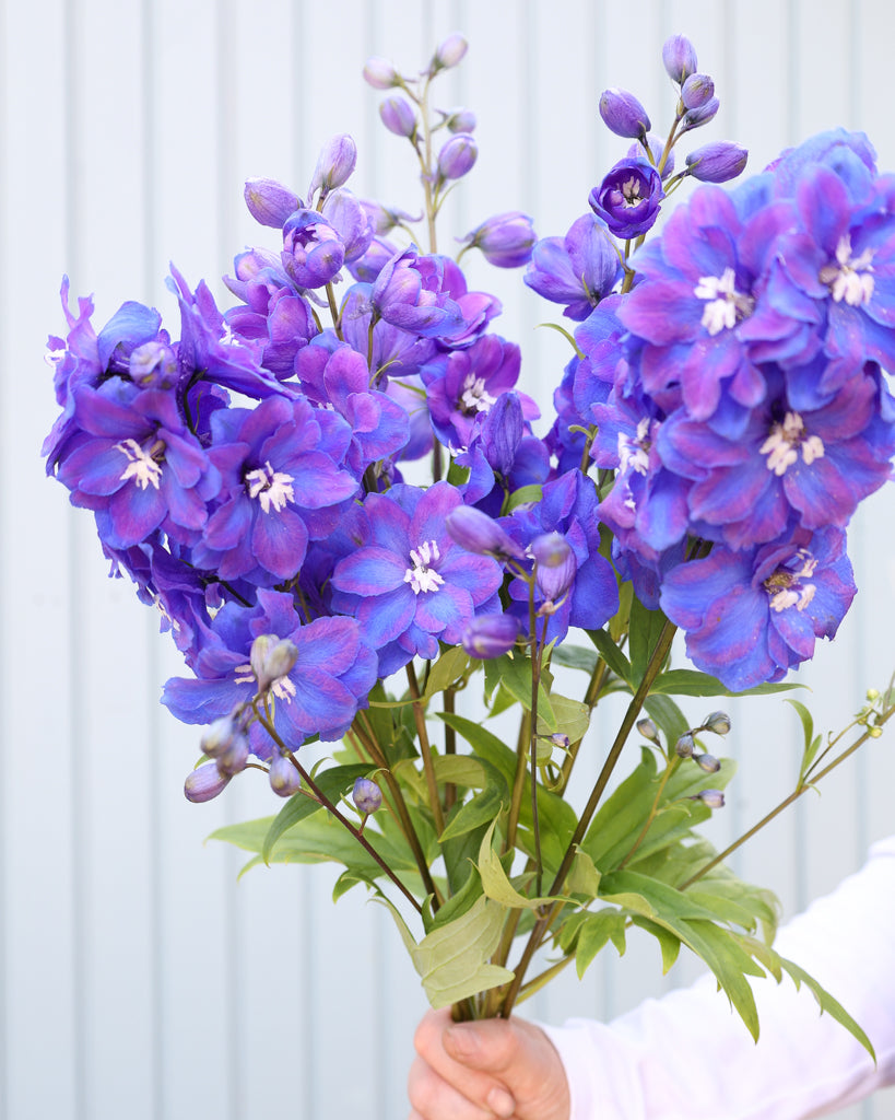 Mehrere Blütenrispen des Rittersporns (Delphinium elatum ‘Guardian Blue’) in sattem Blauviolett mit weißem Auge blühend in der Hand gehalten.