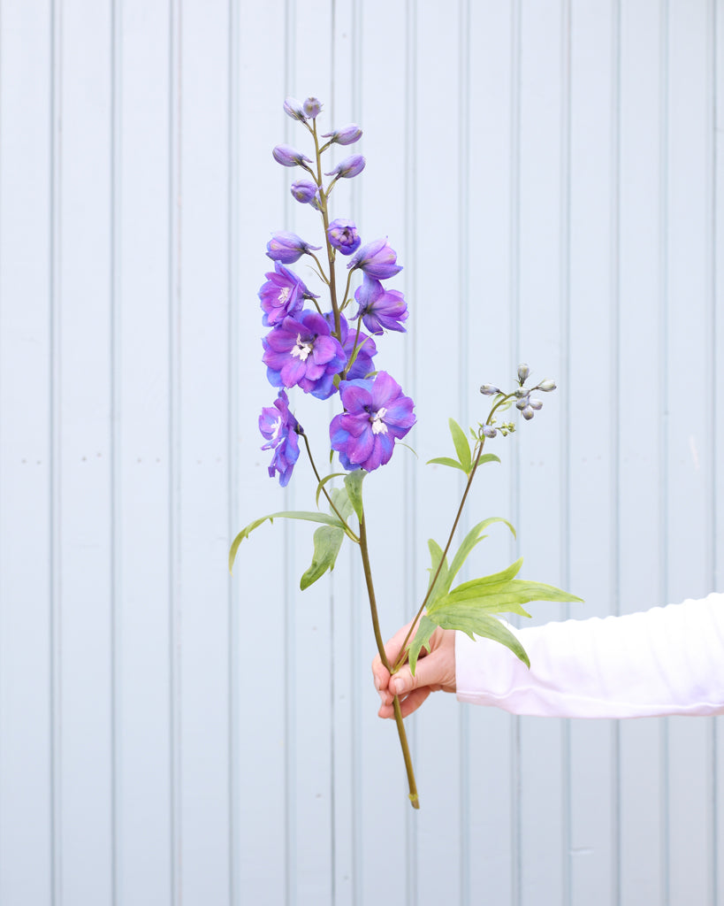 Eine Blütenrispe des Rittersporns (Delphinium elatum ‘Guardian Blue’) in sattem Blauviolett mit weißem Auge blühend in der Hand gehalten.