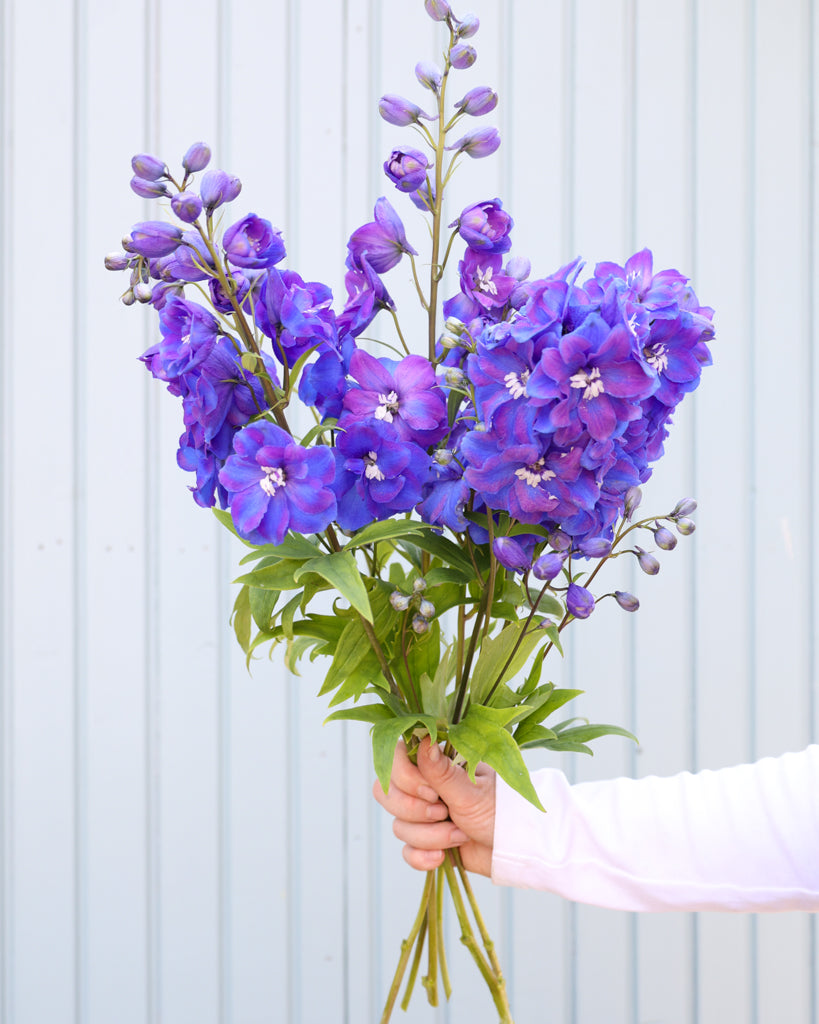 Mehrere Blütenrispen des Rittersporns (Delphinium elatum ‘Guardian Blue’) in sattem Blauviolett mit weißem Auge blühend in der Hand gehalten.