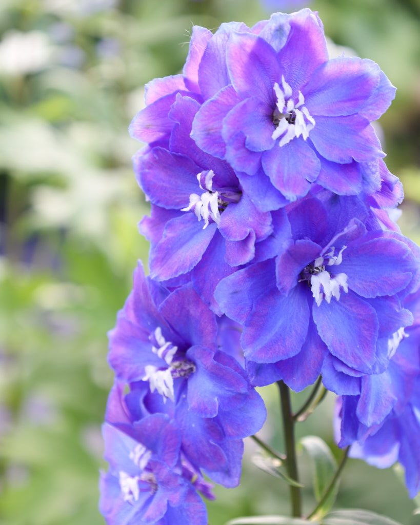 Nahaufnahme einer Blütenrispe des Rittersporns (Delphinium elatum ‘Guardian Blue’) mit sattem Blauviolett und weißem Auge.