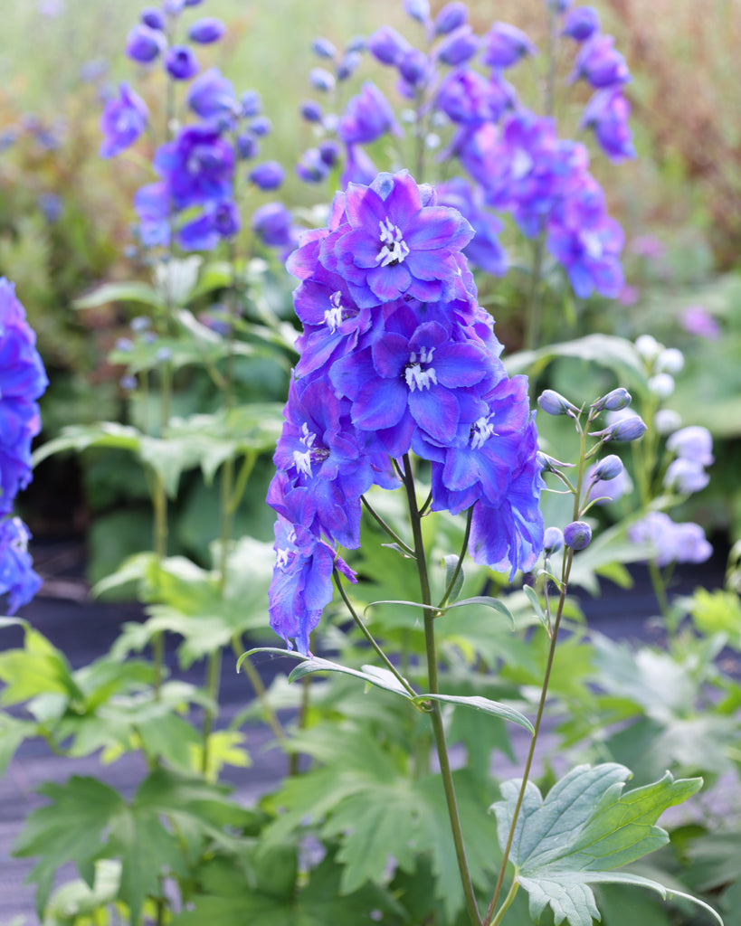 Nahaufnahme einer Blüte des Rittersporns (Delphinium elatum ‘Guardian Blue’) mit sattem Blauviolett und weißem Auge.