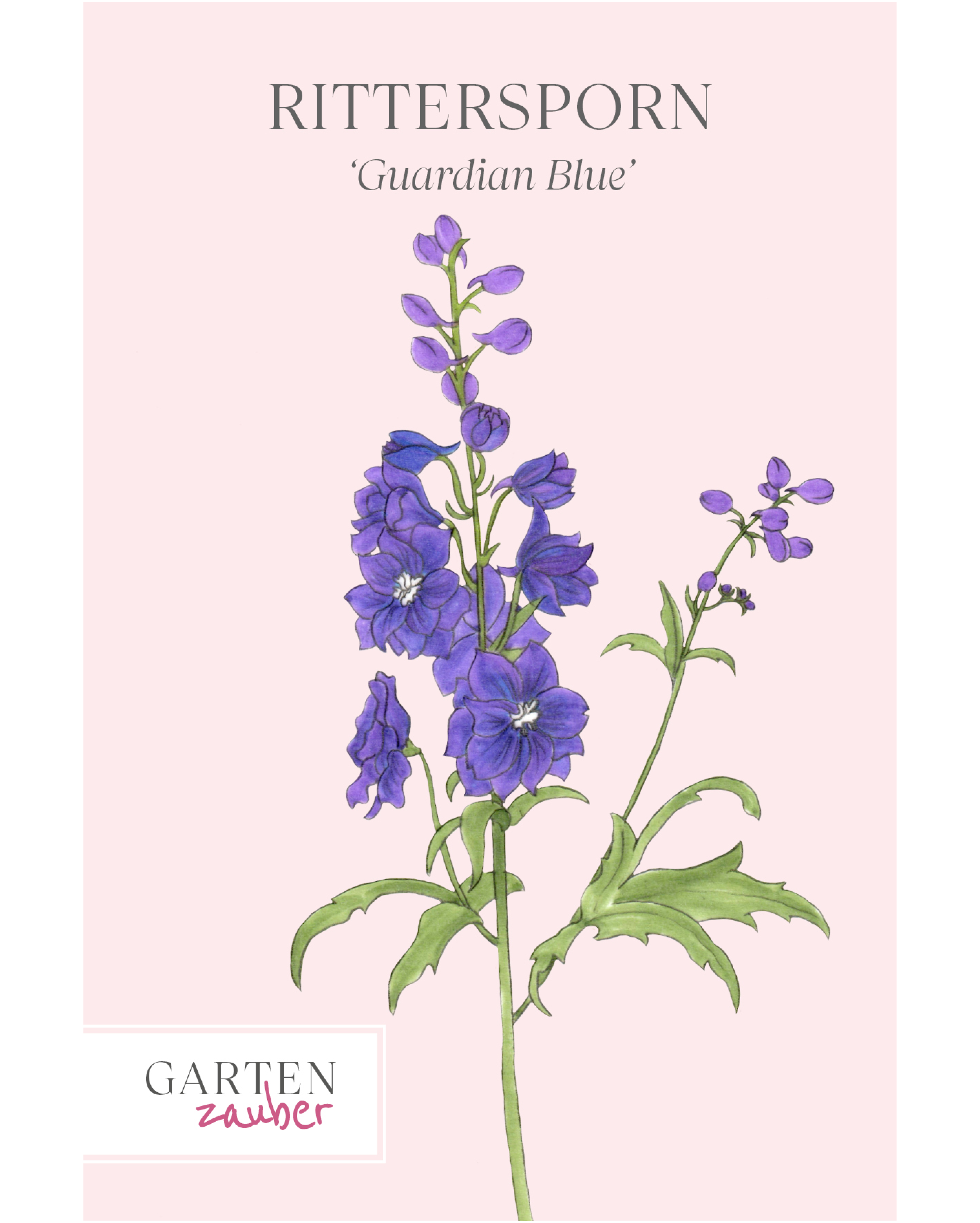 Rittersporn · 'Guardian Blue' · Delphinium elatum · Saatgut von Gartenzauber