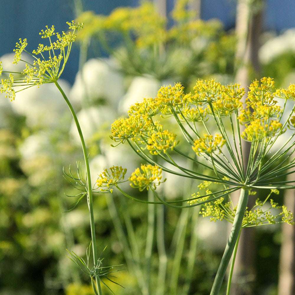 ansicht-der-bluehenden-pflanze-dill-anethum-graveolens-'bouquet'--aus-der-gartenzauber-saatgutserie