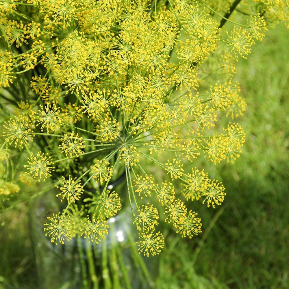 ansicht-der-bluehenden-pflanze-dill-anethum-graveolens-'bouquet'--aus-der-gartenzauber-saatgutserie