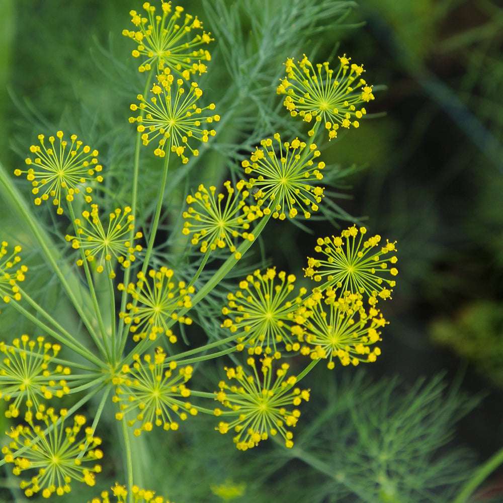 ansicht-der-bluehenden-pflanze-dill-anethum-graveolens-'bouquet'--aus-der-gartenzauber-saatgutserie