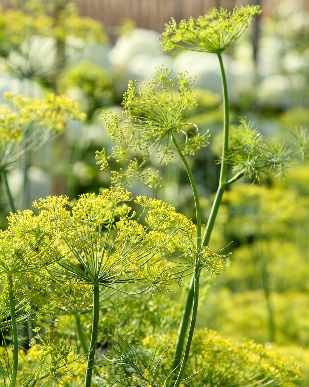 Feine, gelbgrüne Blütendolden des Dills ‚Bouquet‘.