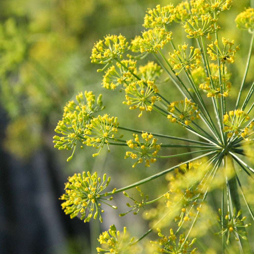 ansicht-der-bluehenden-pflanze-dill-anethum-graveolens-'bouquet'--aus-der-gartenzauber-saatgutserie