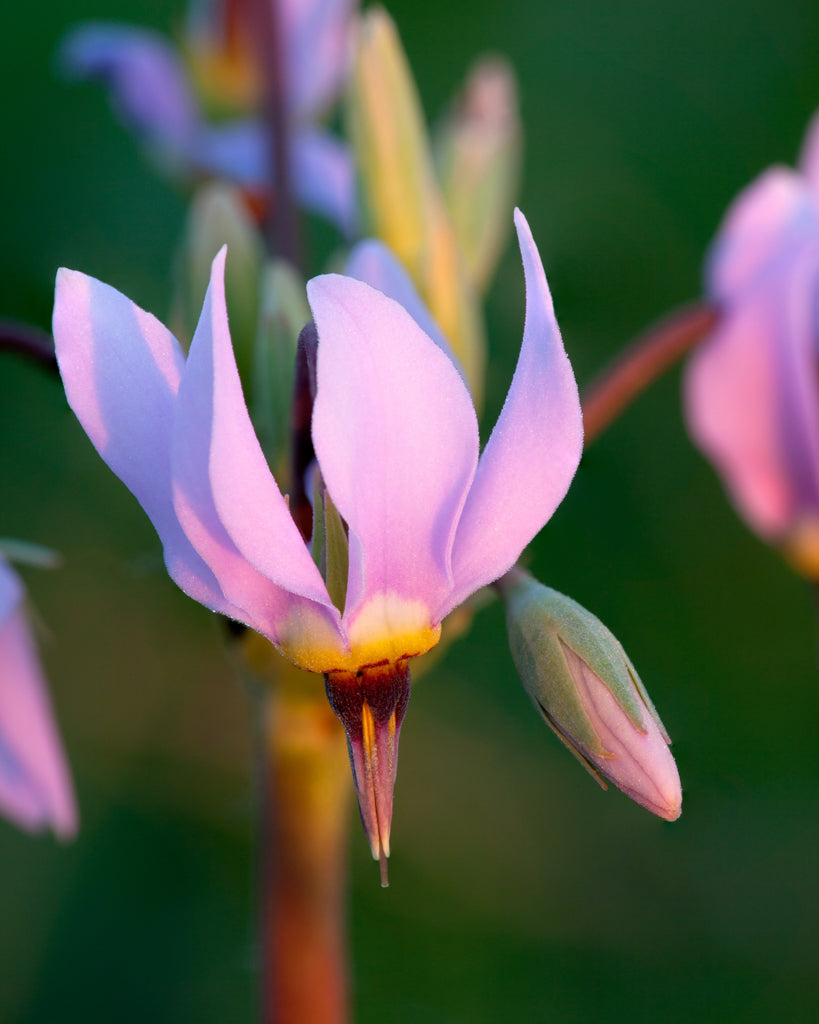 Nahaufnahme einer Blüte der Götterblume (Dodecatheon meadia) mit graziler, sternförmiger Blütenform in zarten Rosa- bis Lilatönen.