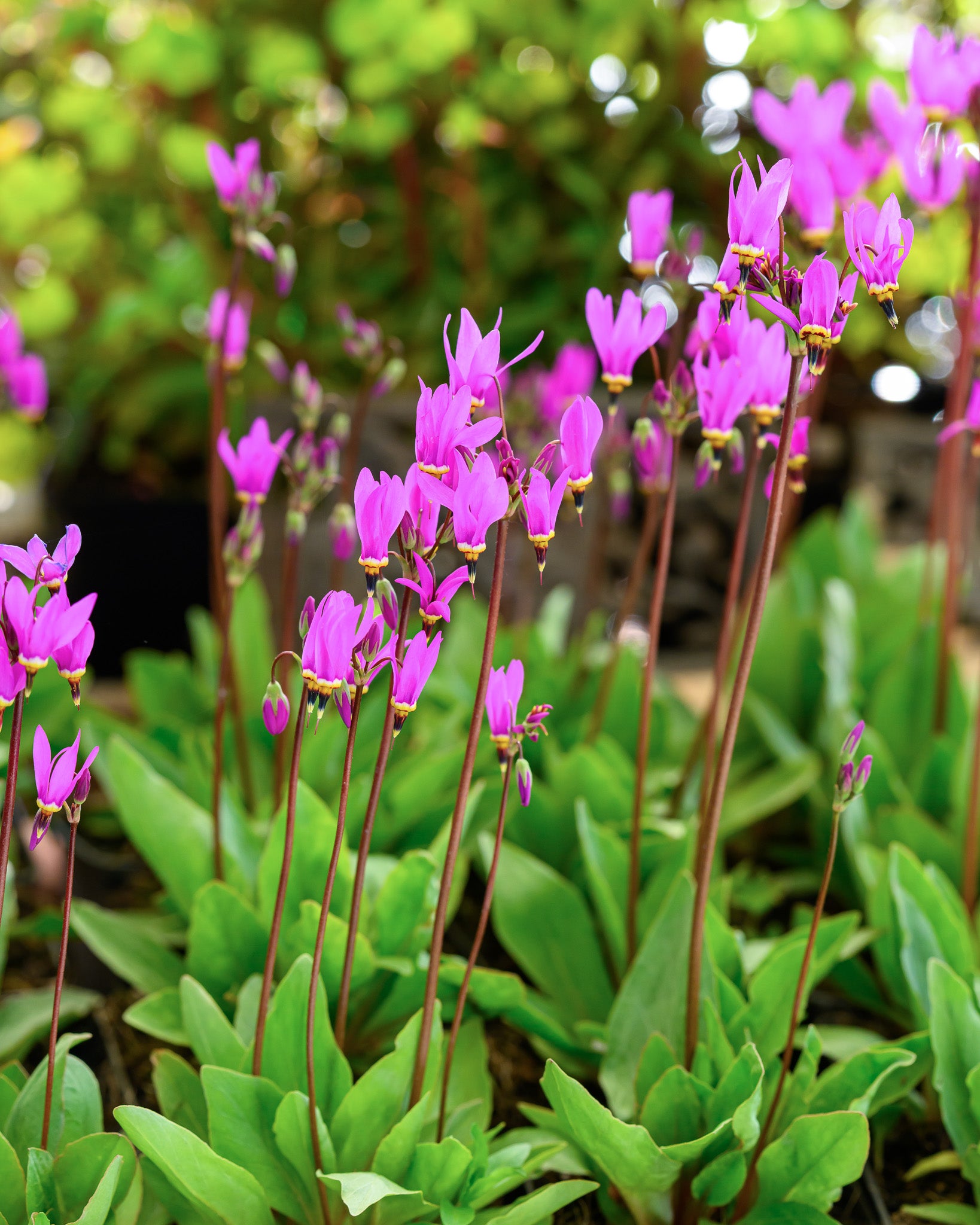 Nahaufnahme mehrerer Pflanzen der Götterblume (Dodecatheon meadia) mit graziler, sternförmiger Blütenform in zarten Rosa- bis Lilatönen.