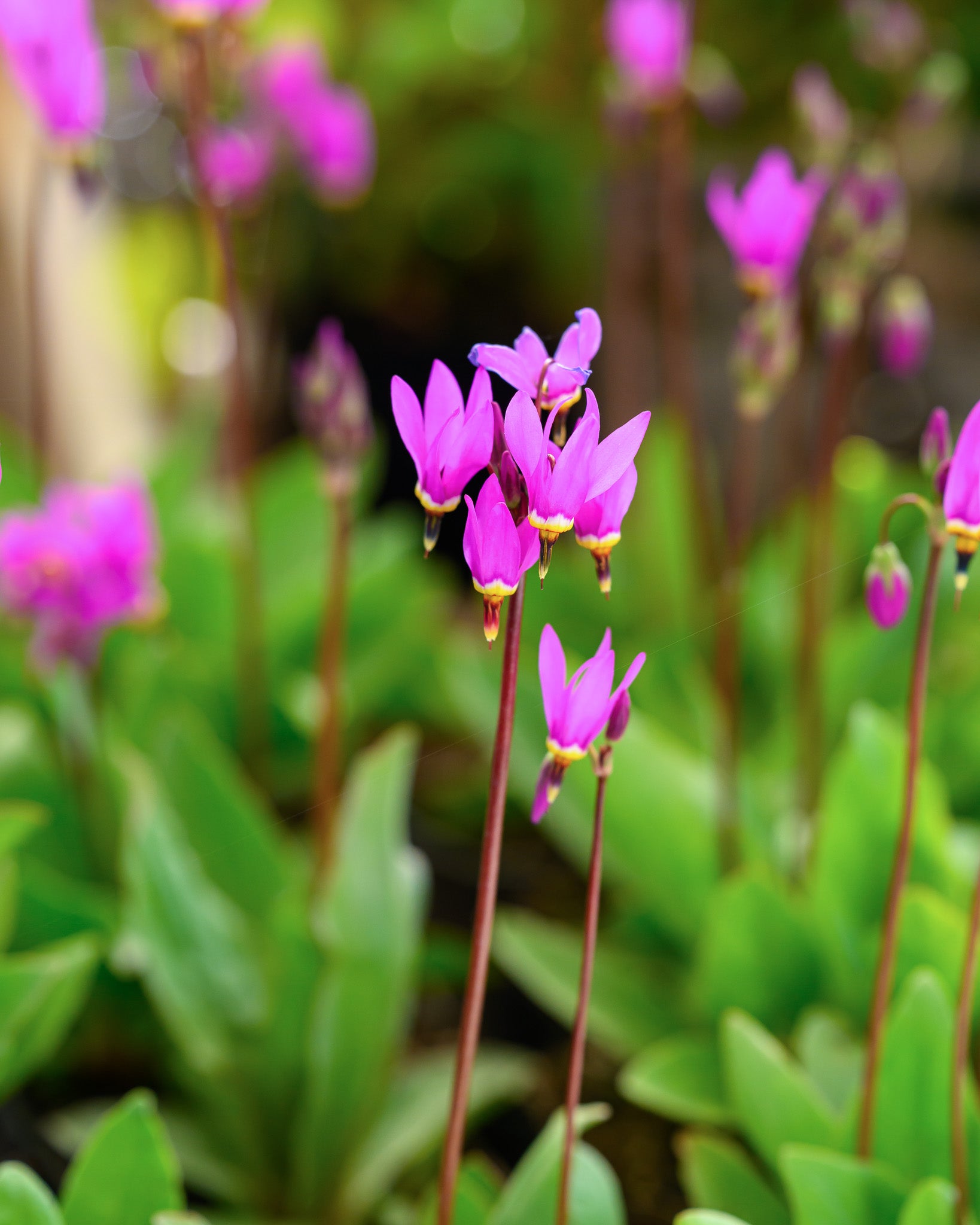 Nahaufnahme einer Pflanzen der Götterblume (Dodecatheon meadia) mit graziler, sternförmiger Blütenform in zarten Rosa- bis Lilatönen.