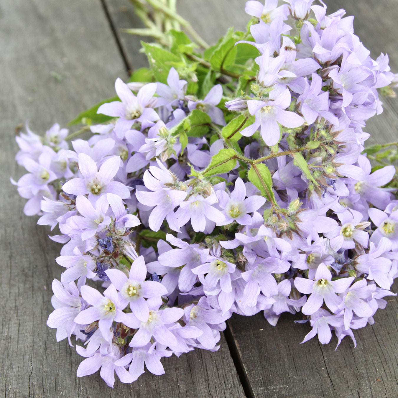 Bluehende Pflanze Doldenglockenblume Campanula lactiflora aus der Gartenzauber-Saatgutserie