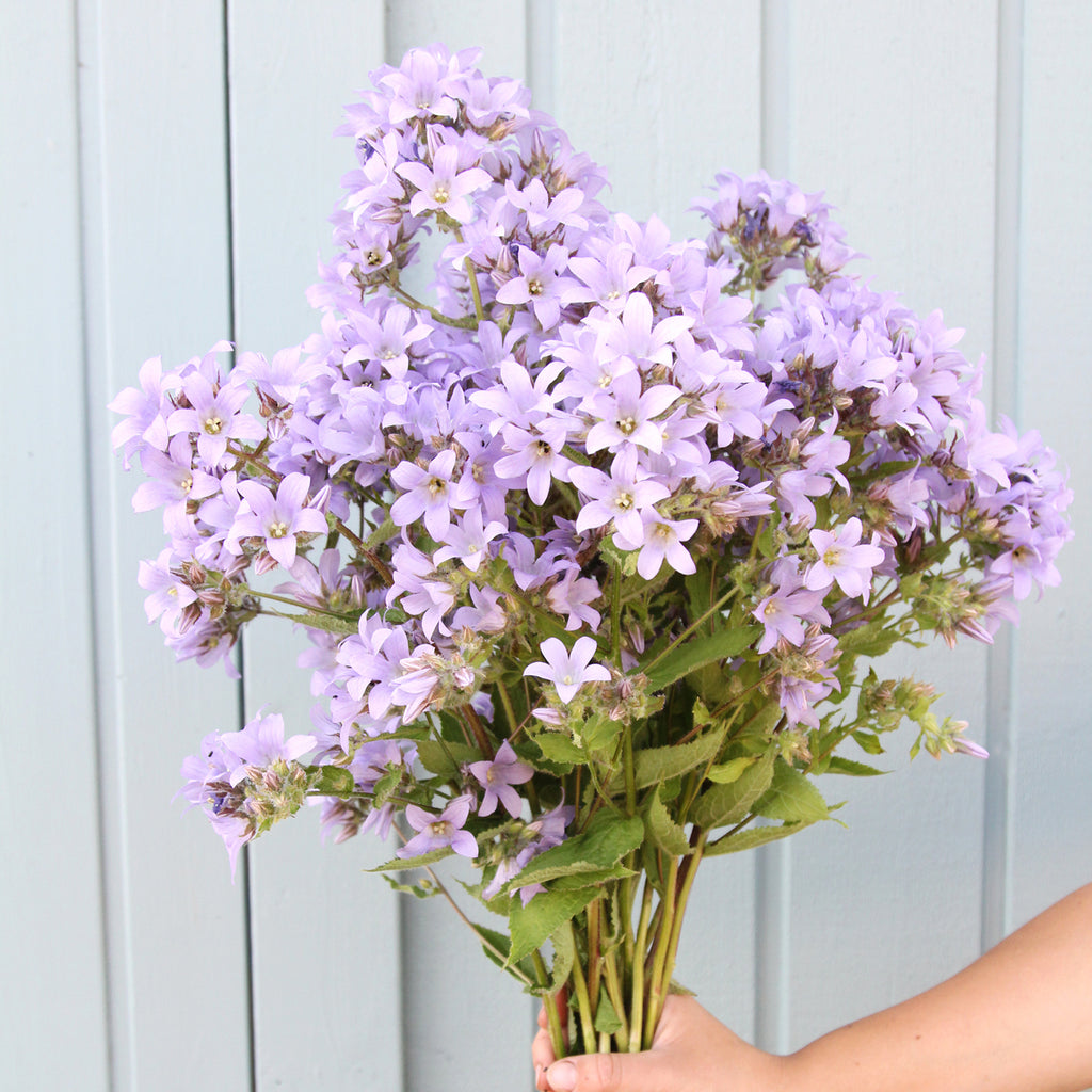 Bluehende Pflanze Doldenglockenblume Campanula lactiflora aus der Gartenzauber-Saatgutserie