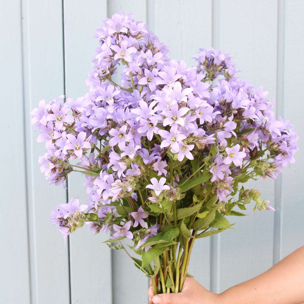 Bluehende Pflanze Doldenglockenblume Campanula lactiflora aus der Gartenzauber-Saatgutserie