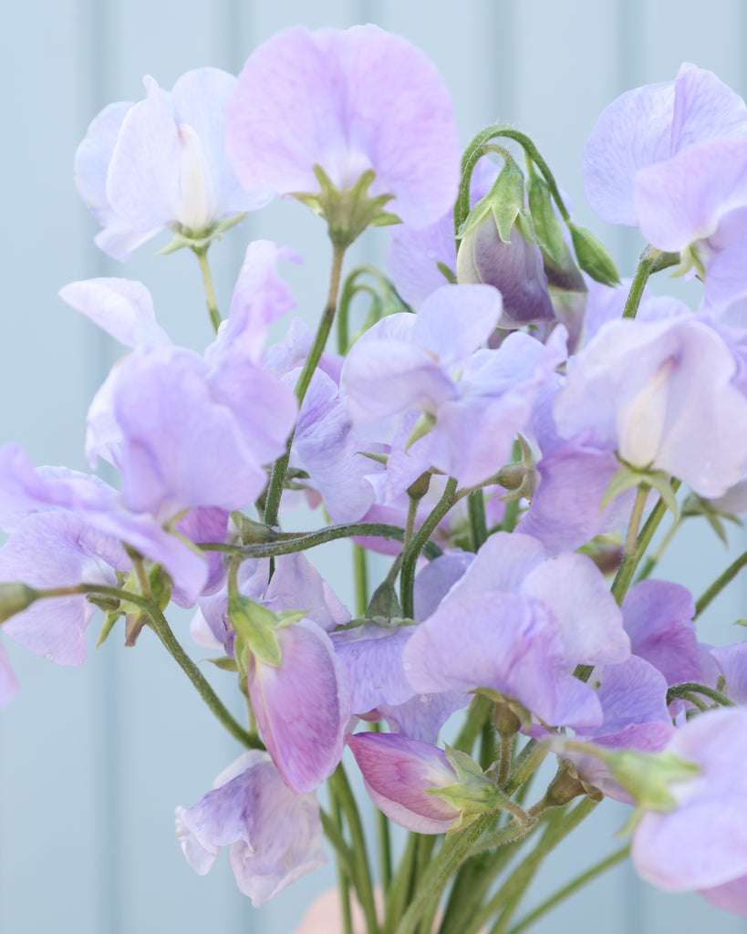 Nahaufnahme der zarten, hellblauen Blüten der Duftwicke (Lathyrus odoratus) ‘Spring Sunshine Light Blue’.
