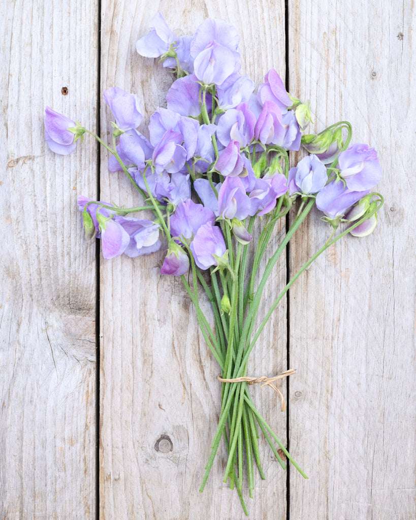Mehrere liegende zarte, hellblaue Blüten der Duftwicke (Lathyrus odoratus) ‘Spring Sunshine Light Blue’ als kleiner Strauß zusammengebunden.