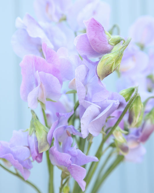 Mehrere zarte, hellblaue Blüten der Duftwicke (Lathyrus odoratus) ‘Spring Sunshine Light Blue’