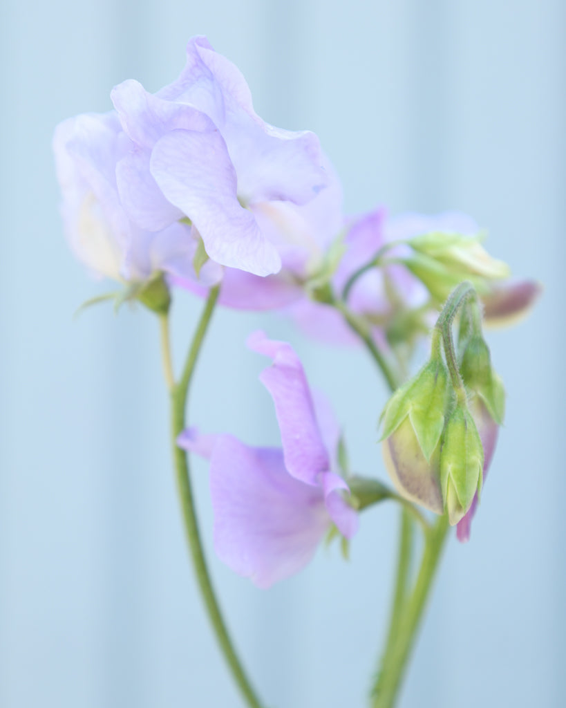 Nahaufnahme einer zarten, hellblauen Blüte und Knospen der Duftwicke (Lathyrus odoratus) ‘Spring Sunshine Light Blue’.