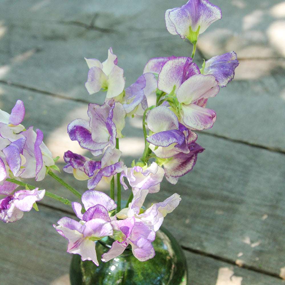 Bluehende Pflanze Duftwicke - Lathyrus odoratus `Blue Ripple‘ aus der Gartenzauber-Saatgutserie in einer kleinen gruenen Vase