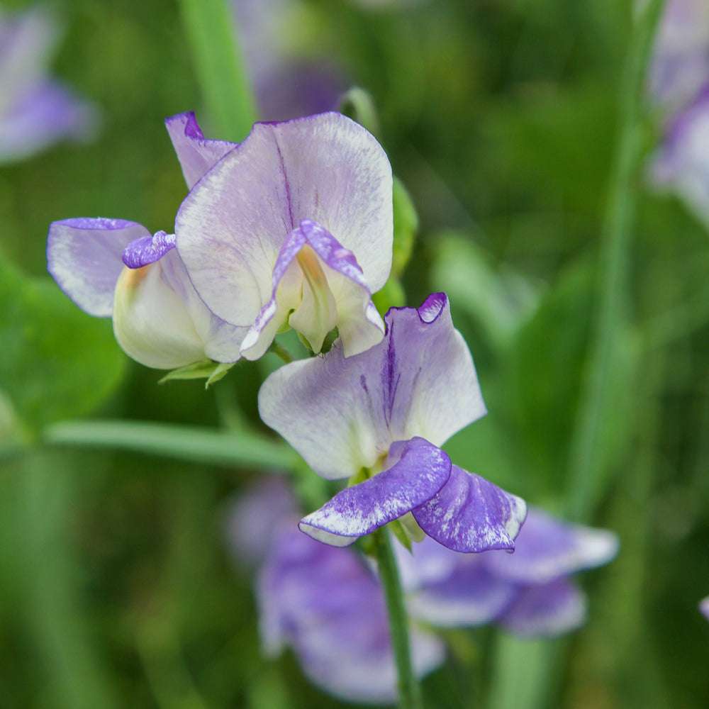 Bluehende Pflanze Duftwicke - Lathyrus odoratus `Blue Ripple‘ aus der Gartenzauber-Saatgutserie