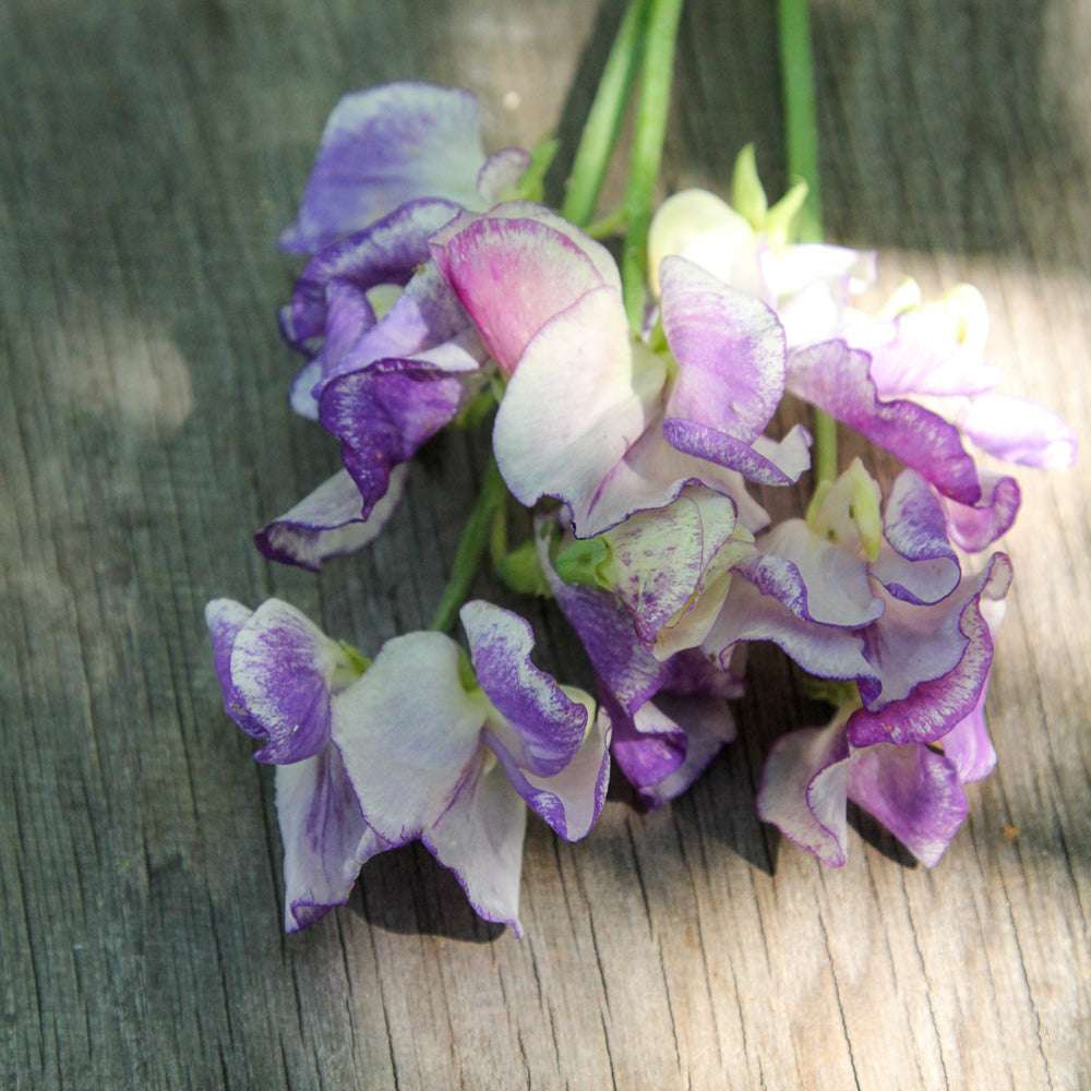 Bluehende Pflanze Duftwicke - Lathyrus odoratus `Blue Ripple‘ aus der Gartenzauber-Saatgutserie
