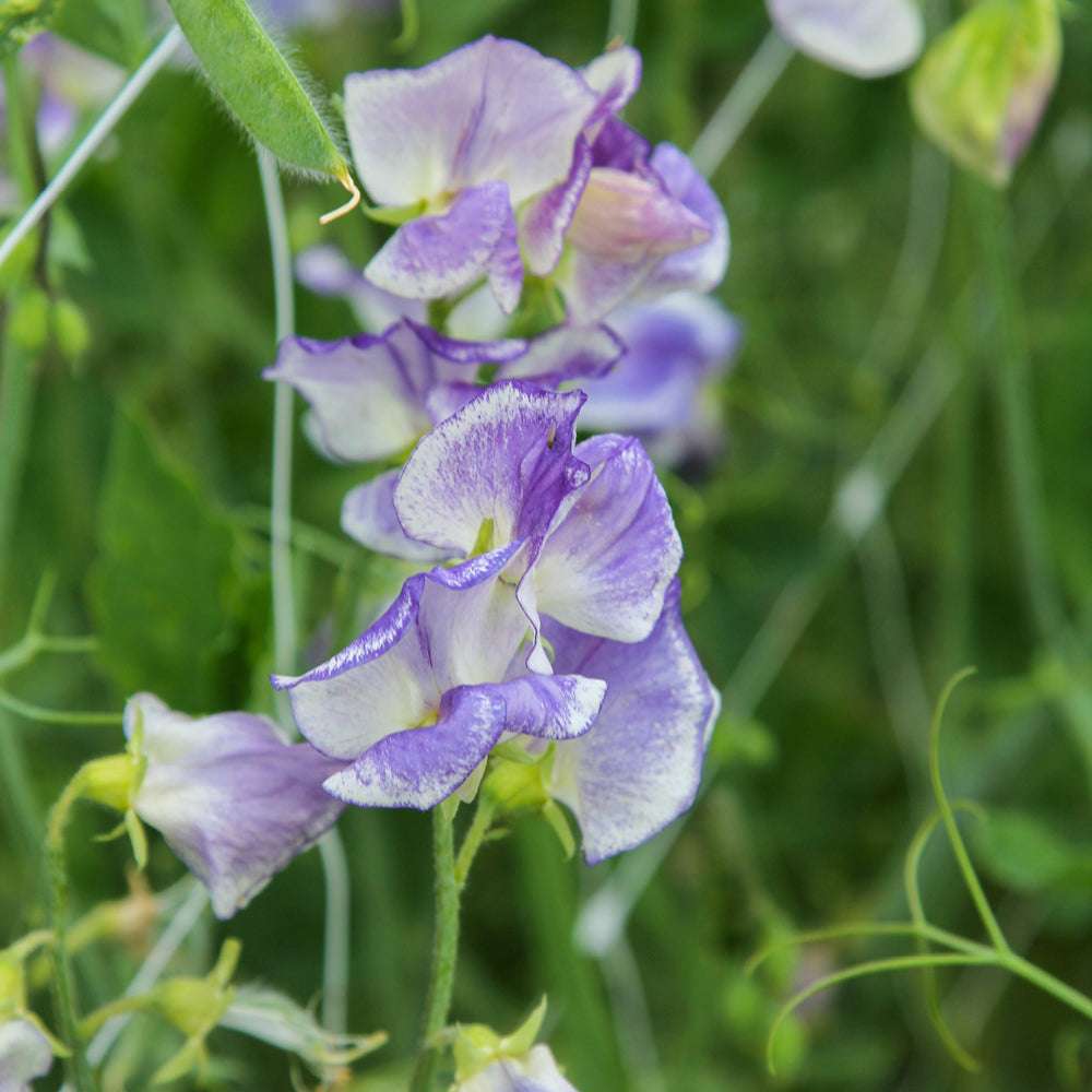 Bluehende Pflanze Duftwicke - Lathyrus odoratus `Blue Ripple‘ aus der Gartenzauber-Saatgutserie