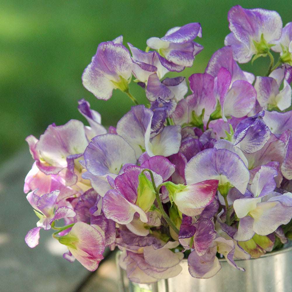 Bluehende Pflanze Duftwicke - Lathyrus odoratus `Blue Ripple‘ aus der Gartenzauber-Saatgutserie