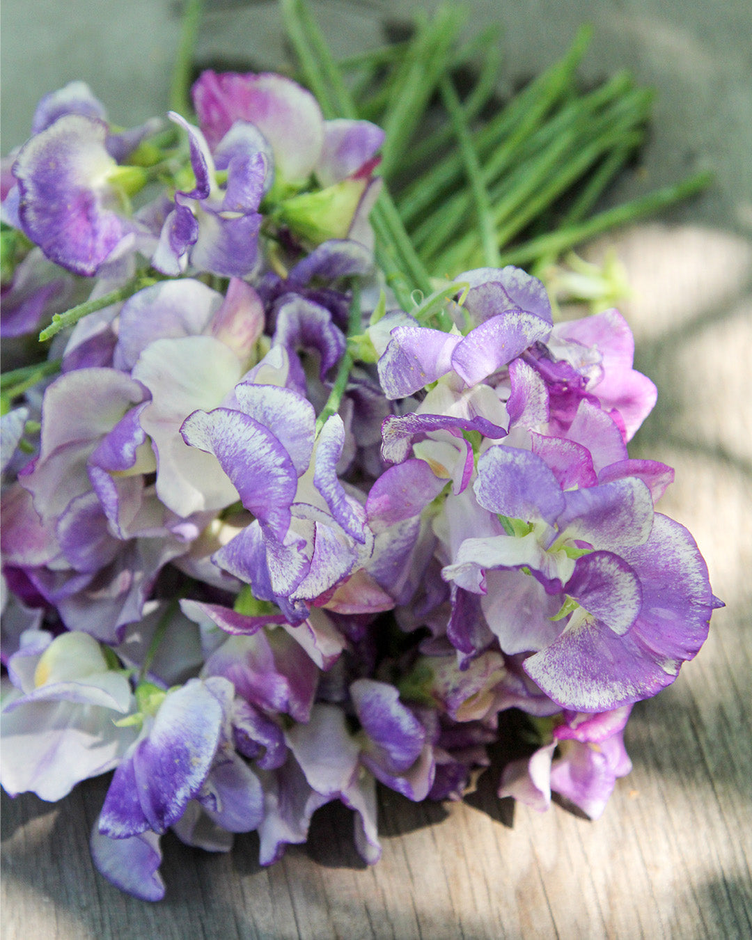 Bluehende Pflanze Duftwicke - Lathyrus odoratus `Blue Ripple‘ aus der Gartenzauber-Saatgutserie als Strauß in einem kleinen Zinkeimer