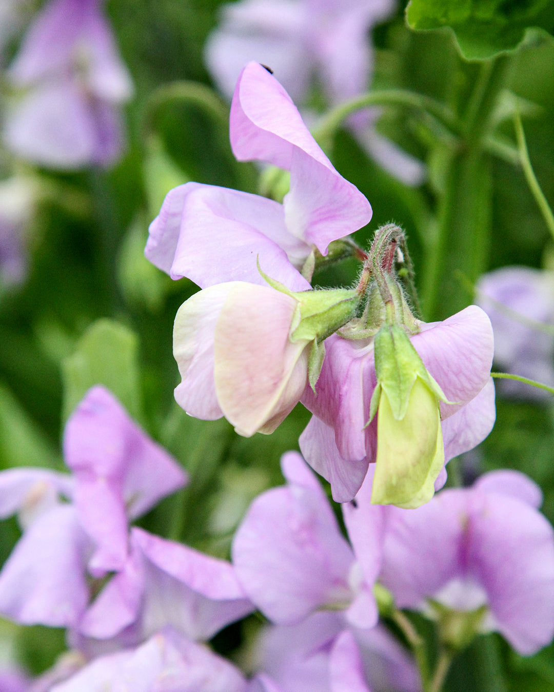 Zart lavendelfarbene Blüten der Duftwicke ‚Elegance Lavender‘ mit intensivem Duft.