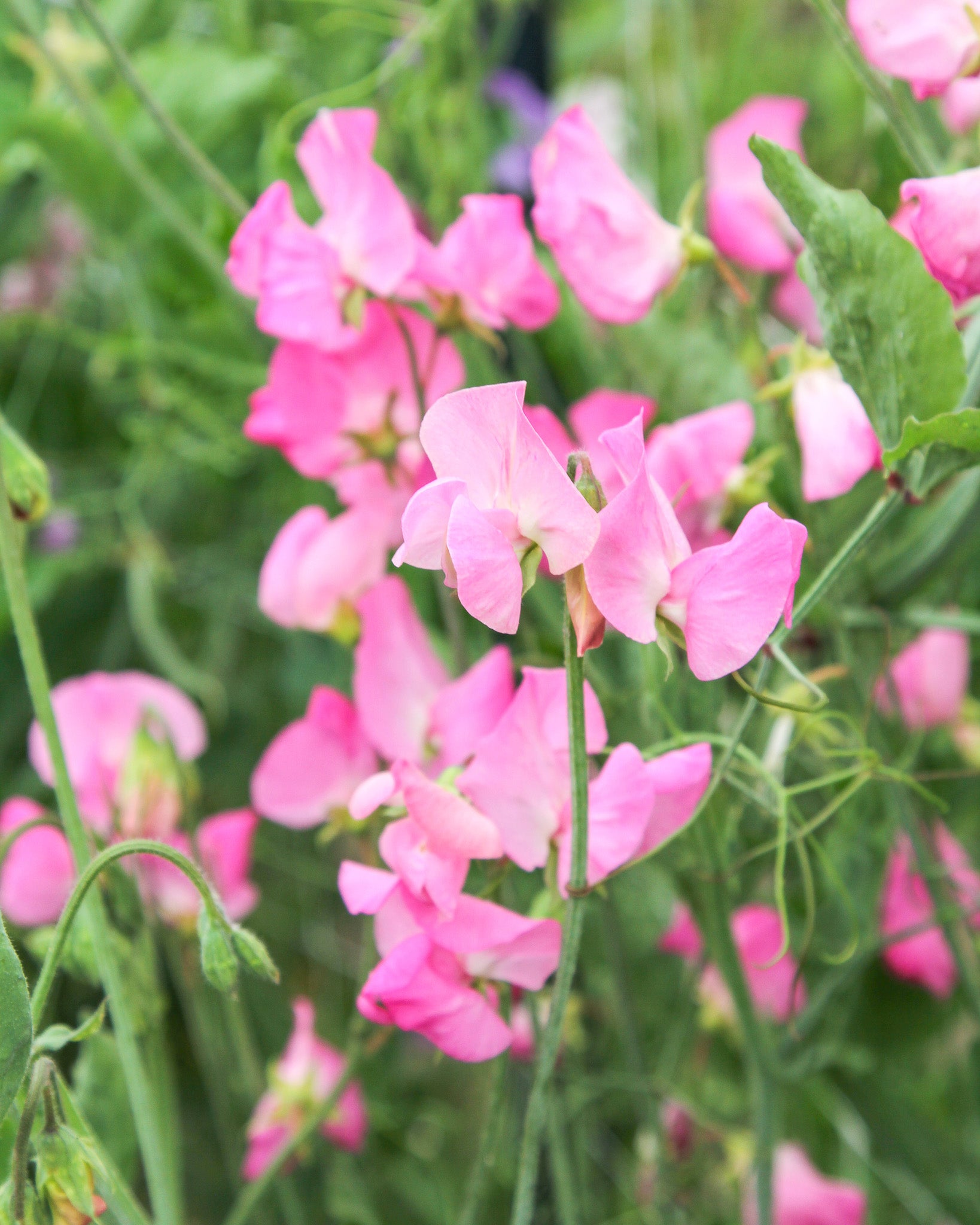 Rosafarbene, duftende Blüten der Duftwicke ‚Elegance Rose‘.