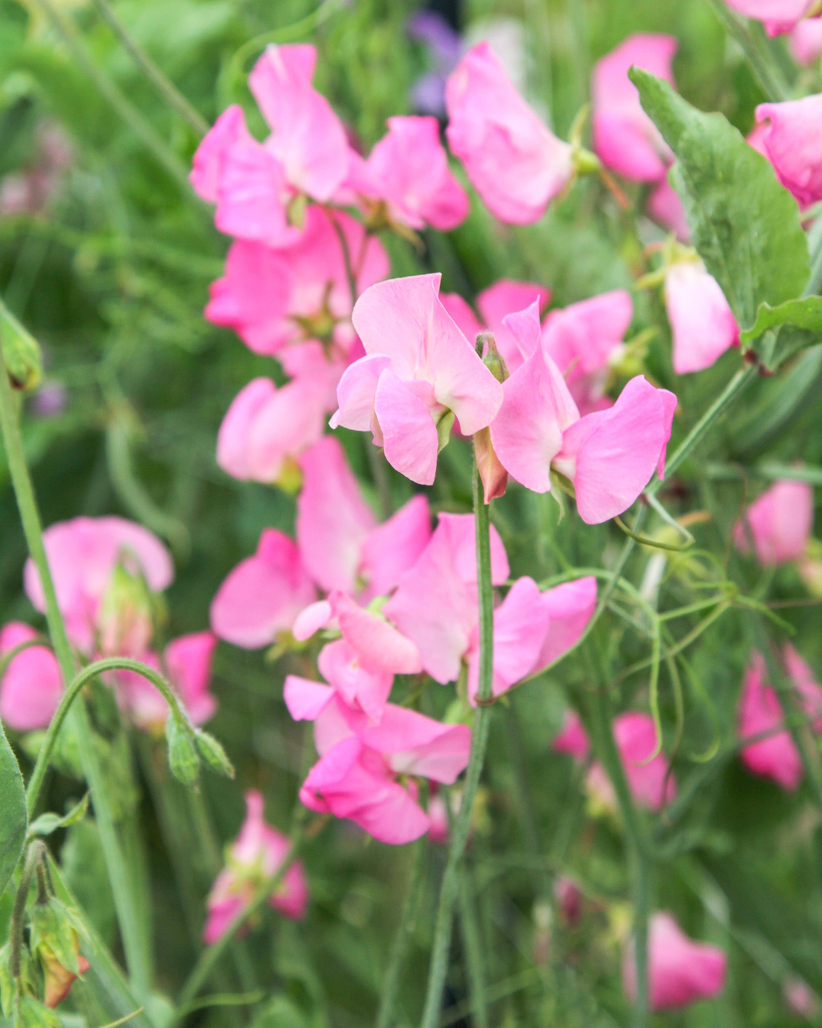 Rosafarbene, duftende Blüten der Duftwicke ‚Elegance Rose‘ mit eleganter, schmaler Blütenform.