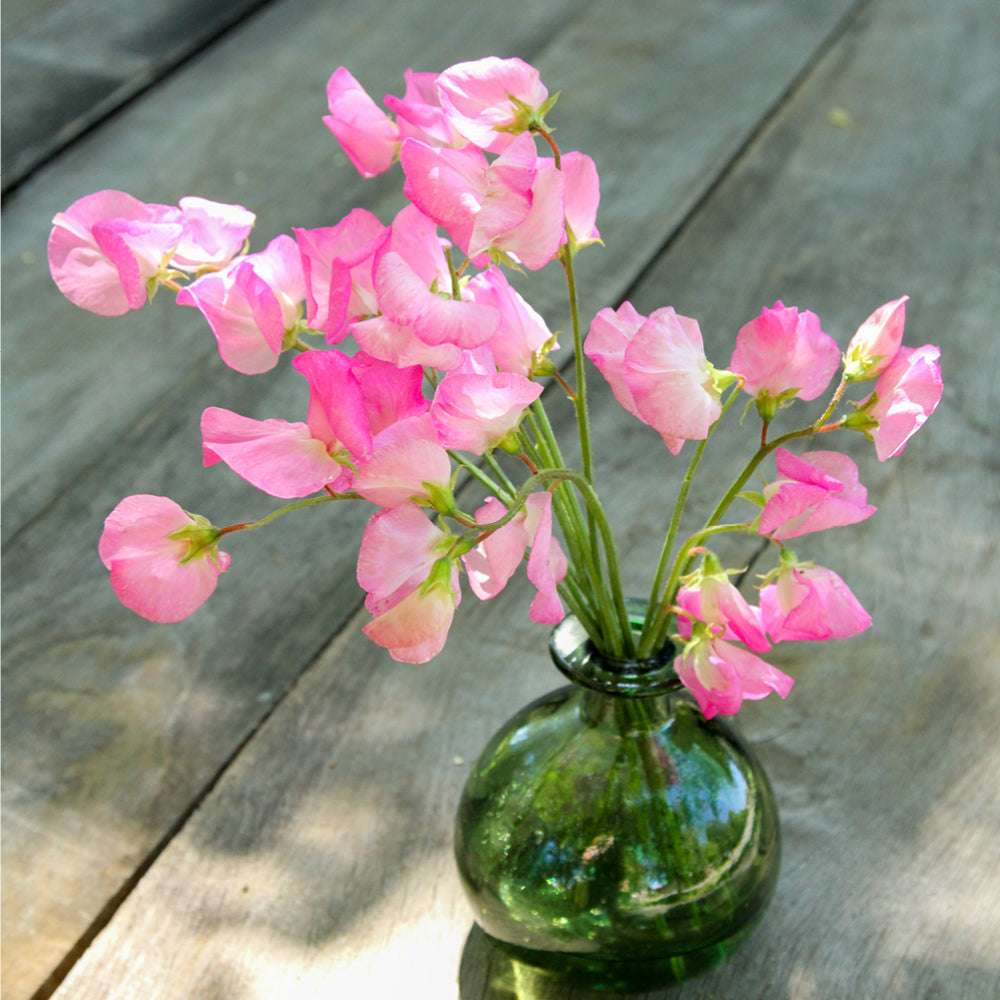 Bluehende Pflanze Duftwicke - Lathyrus odoratus 'Elegance Rose' aus der Gartenzauber-Saatgutserie in einer kleinen gruenen Vase