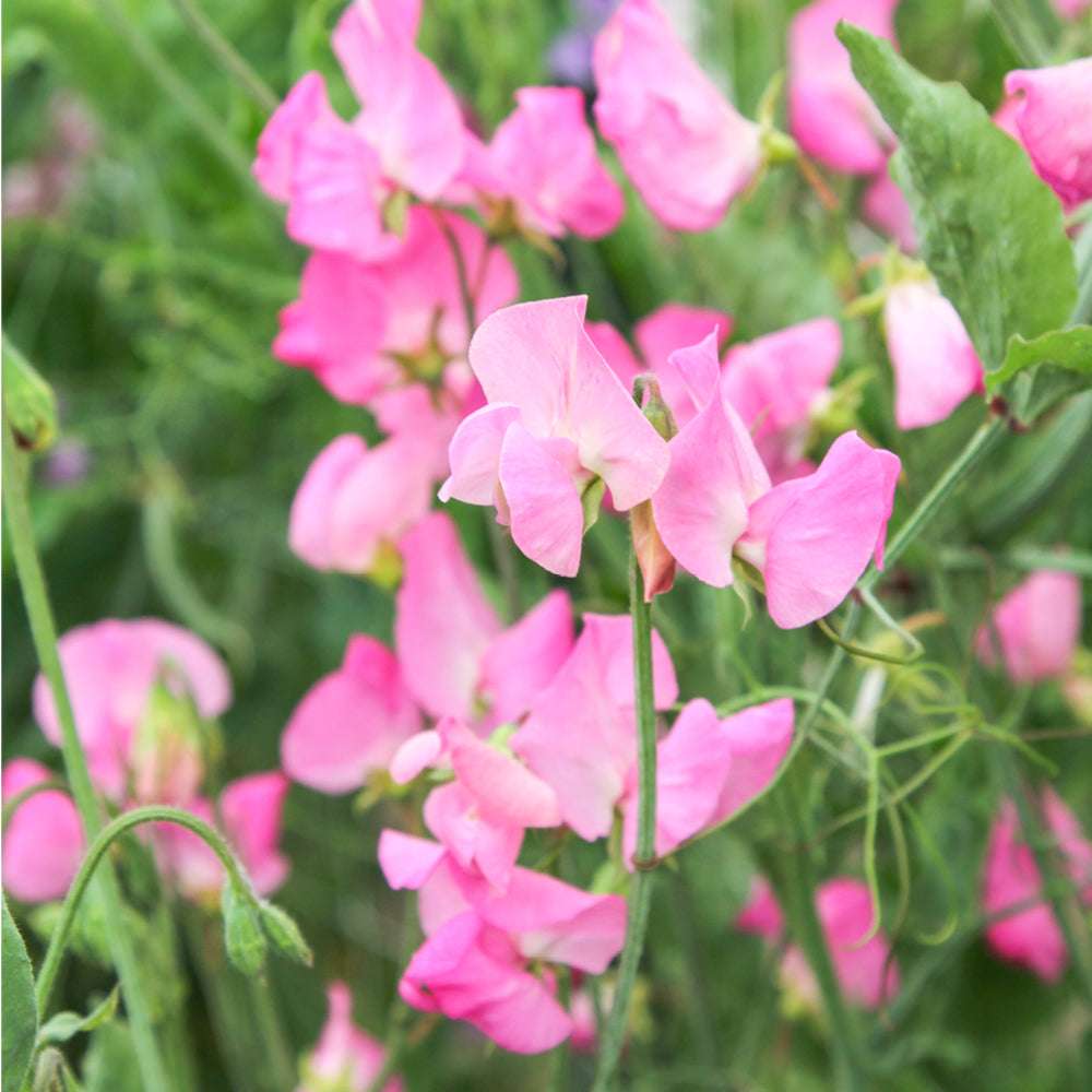 Bluehende Pflanze Duftwicke - Lathyrus odoratus 'Elegance Rose' aus der Gartenzauber-Saatgutserie