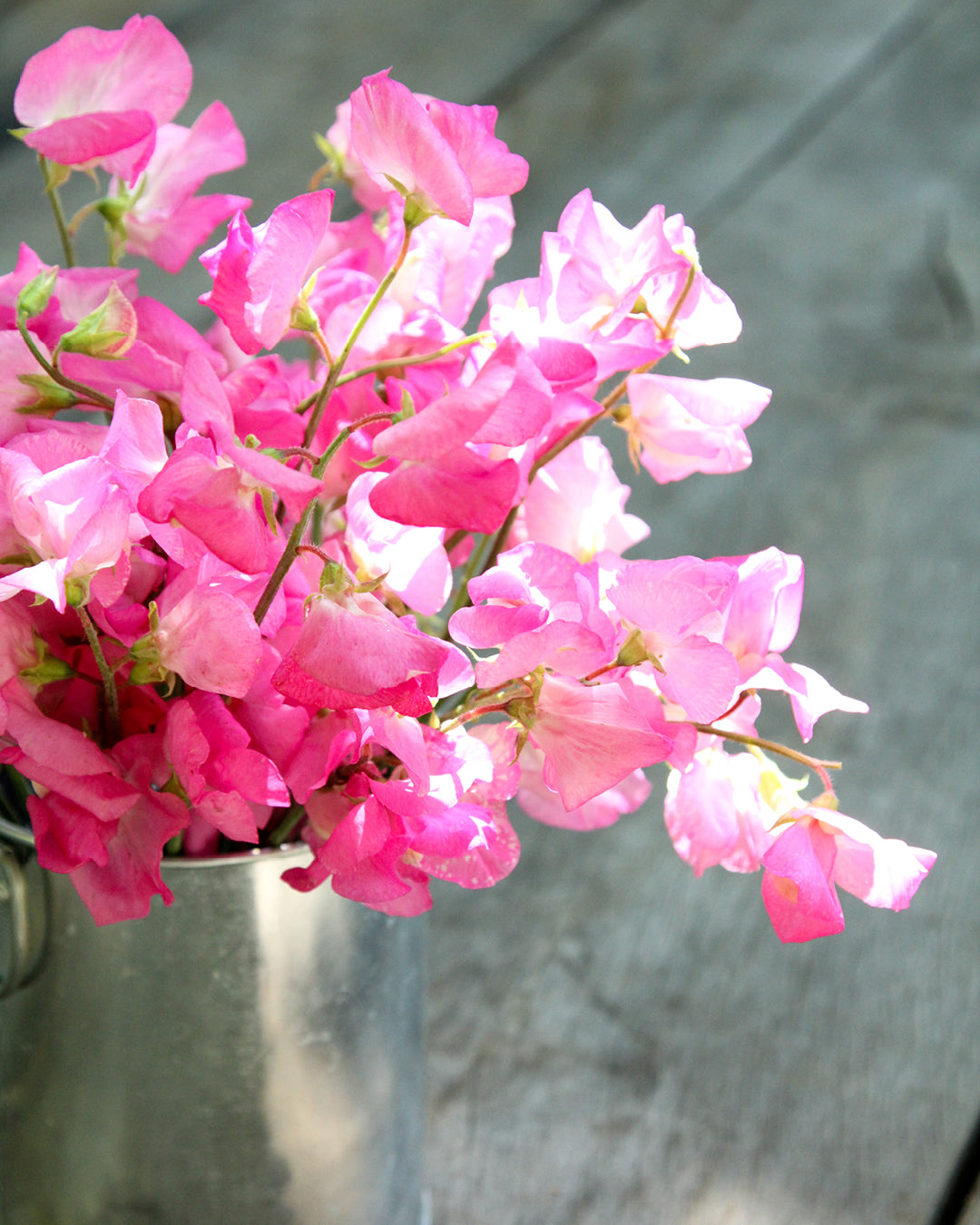 Bluehende Pflanze Duftwicke - Lathyrus odoratus 'Elegance Rose' aus der Gartenzauber-Saatgutserie als Strauß in einem kleinen Zinkeimer