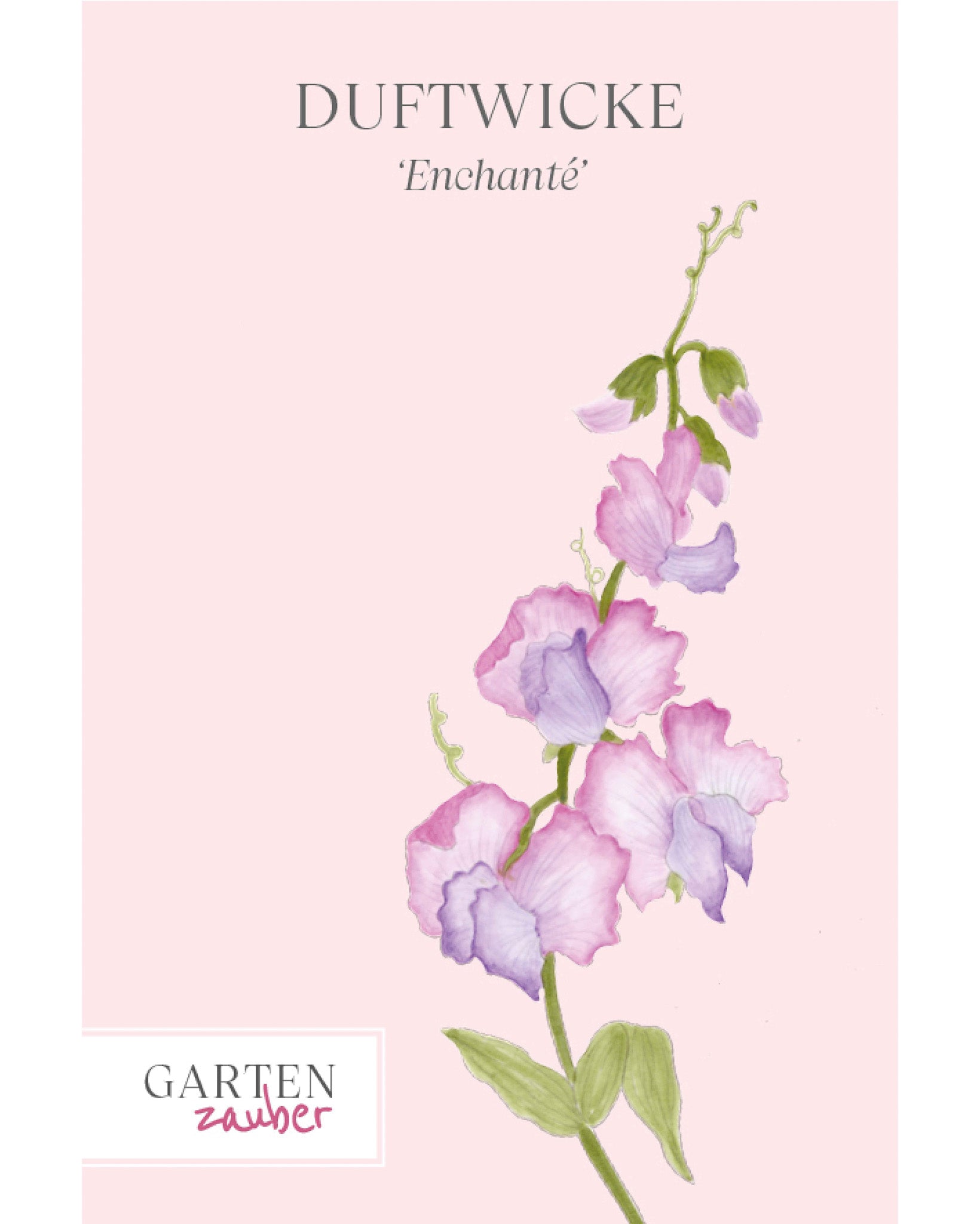Vorderseite der Saatguttüte Duftwicke ‘Enchanté’ – Lathyrus odoratus mit handgezeichneter Illustration der mehrfarbigen Blüten in Pink, Lila und Flieder aus der Gartenzauber-Saatgutserie.