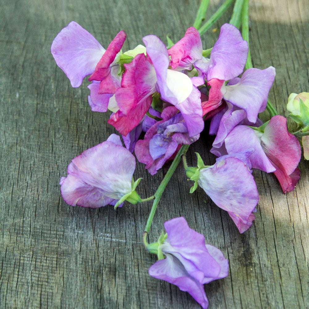 Bluehende Pflanze Duftwicke - Lathyrus odoratus 'Echanté' aus der Gartenzauber-Saatgutserie