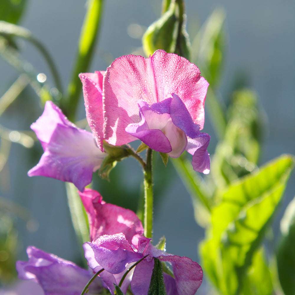 Bluehende Pflanze Duftwicke - Lathyrus odoratus 'Echanté' aus der Gartenzauber-Saatgutserie