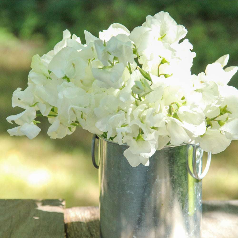 Bluehende Pflanze Duftwicke - Lathyrus odoratus 'Royal Wedding'  aus der Gartenzauber-Saatgutserie als Strauß in einem kleinen Zinkeimer