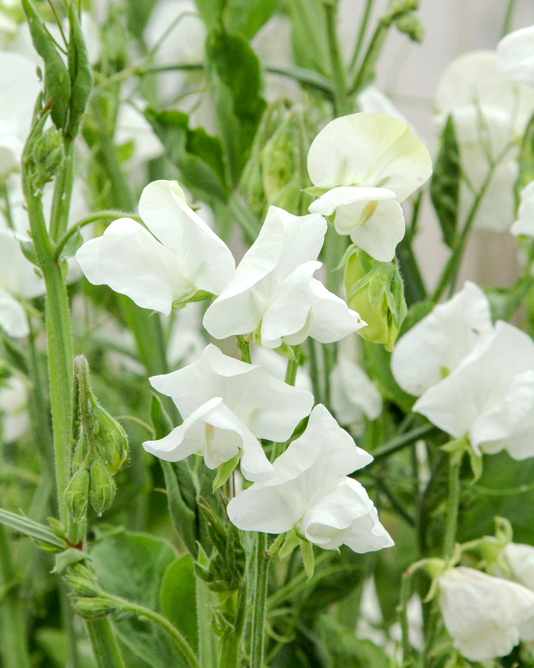 Reinweiße, duftende Blüten der Duftwicke ‚Royal Wedding‘ mit klassisch-eleganter Erscheinung.