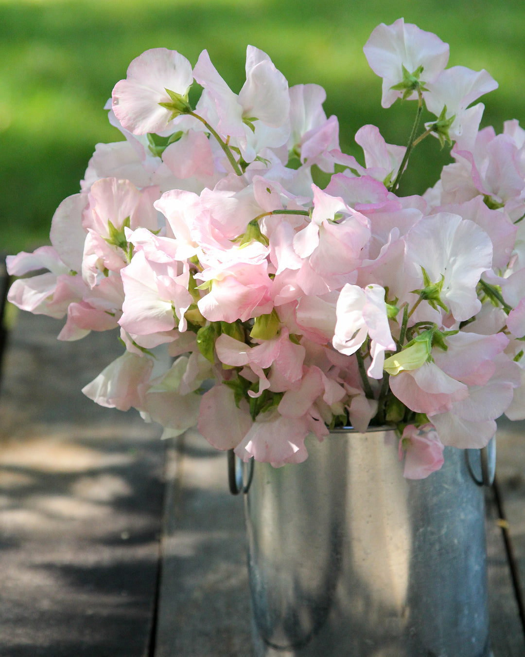 Bluehende Pflanze Duftwicke - Lathyrus odoratus 'Spring Sunshine Blush'  aus der Gartenzauber-Saatgutserie