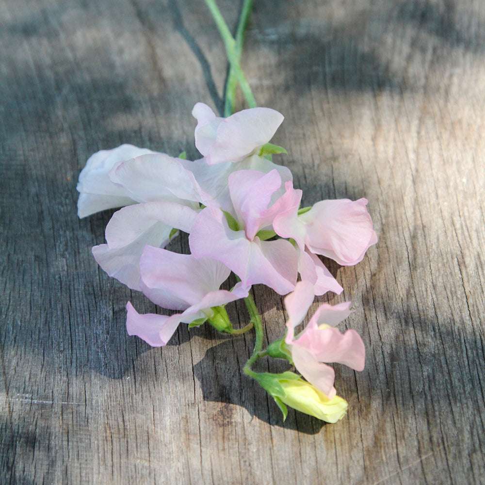 Bluehende Pflanze Duftwicke - Lathyrus odoratus 'Spring Sunshine Blush'  aus der Gartenzauber-Saatgutserie