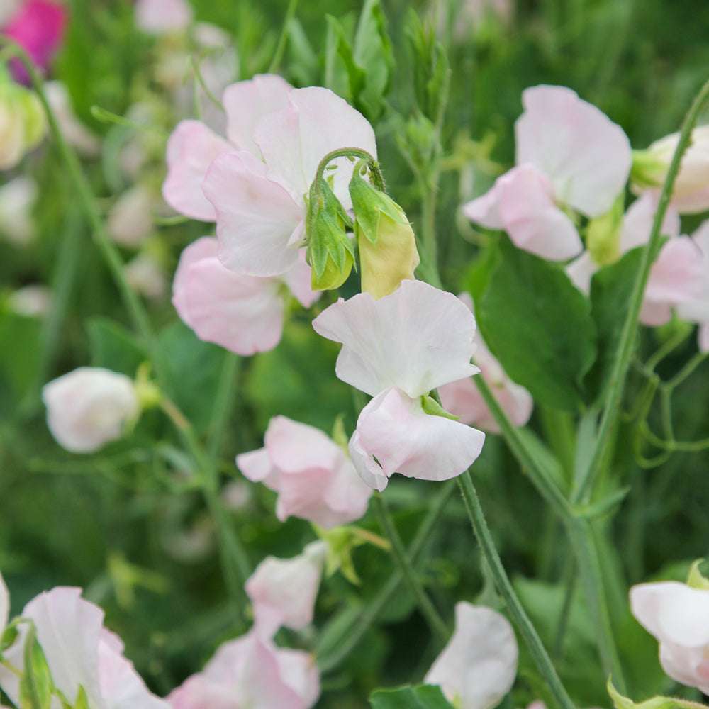 Bluehende Pflanze Duftwicke - Lathyrus odoratus 'Spring Sunshine Blush'  aus der Gartenzauber-Saatgutserie