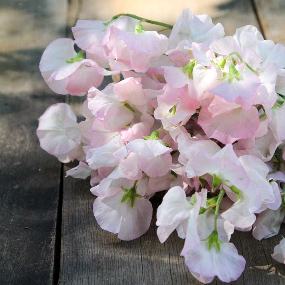 Bluehende Pflanze Duftwicke - Lathyrus odoratus 'Spring Sunshine Blush'  aus der Gartenzauber-Saatgutserie