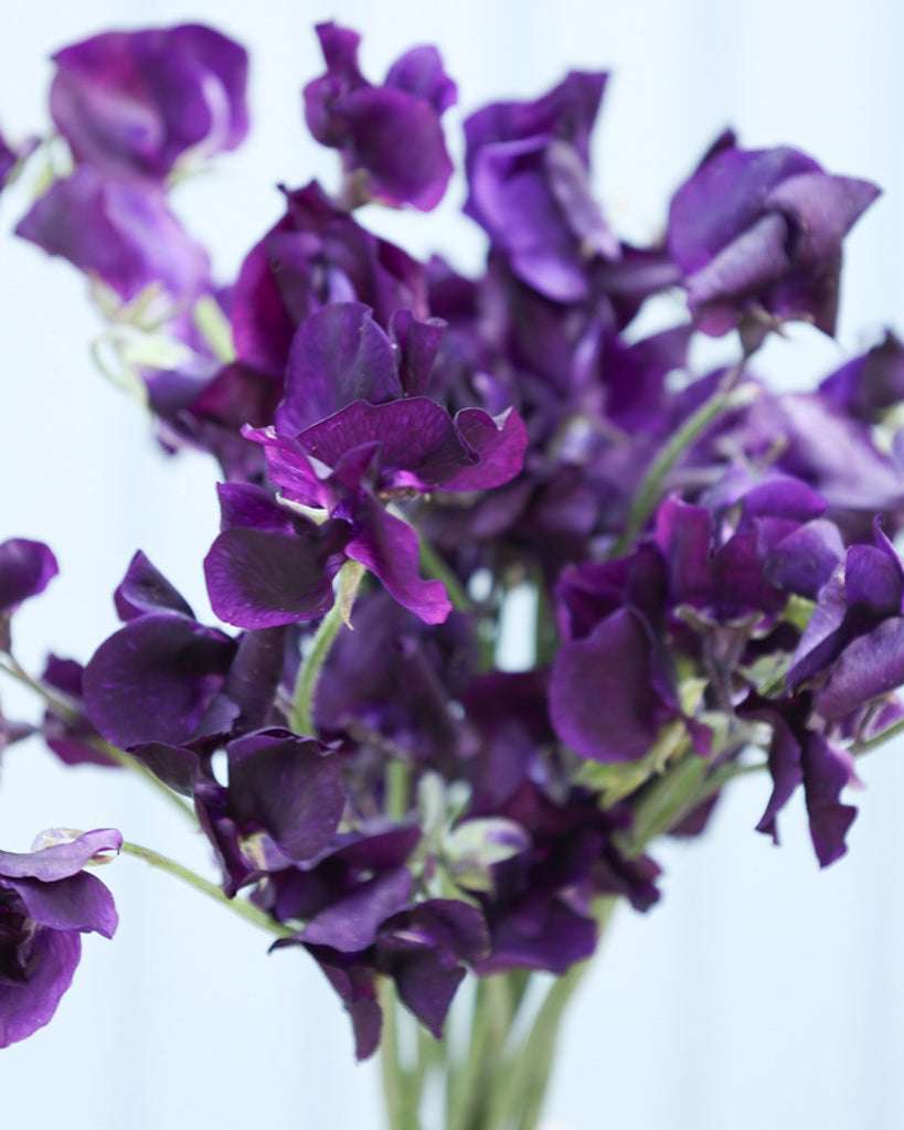 Bluehende Pflanze Duftwicke - Lathyrus odoratus 'Winter Sunshine Navy'
aus der Gartenzauber-Saatgutserie
