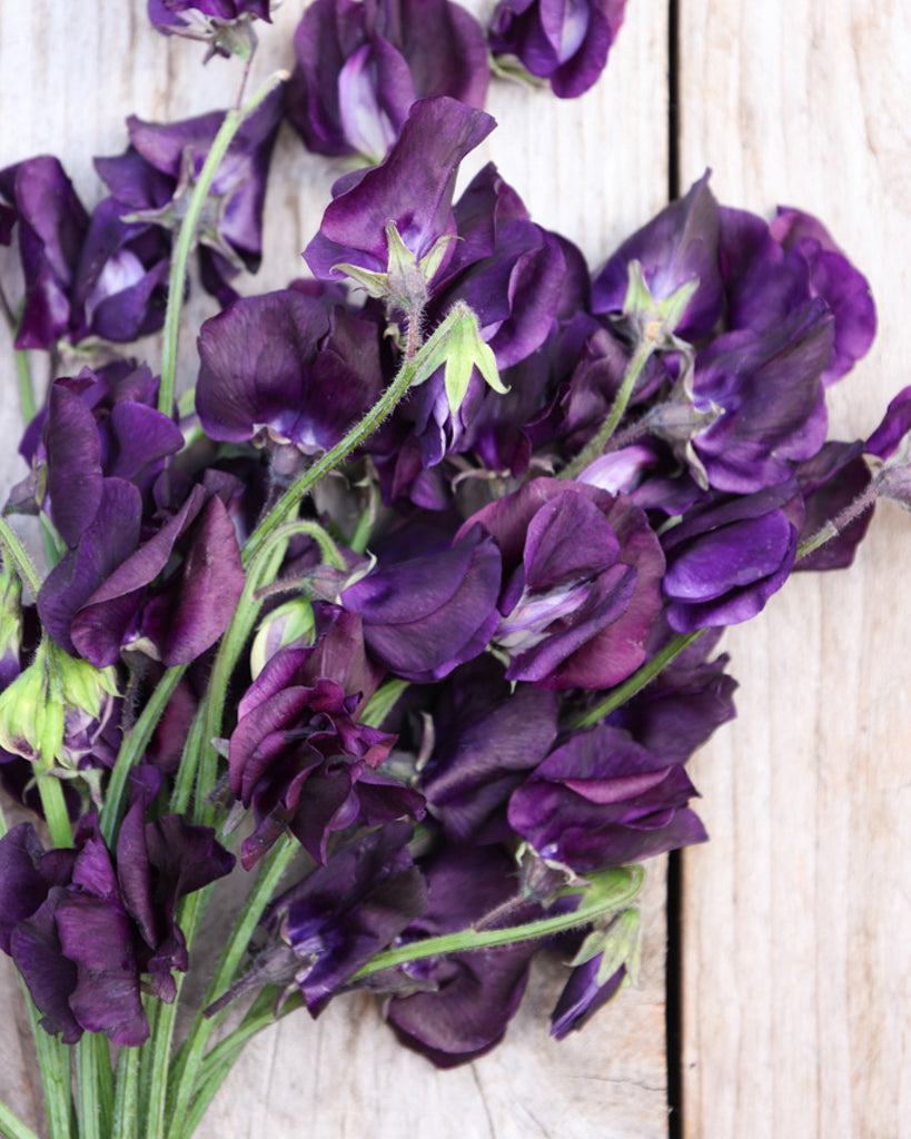 Tief dunkelblaue Blüten der Duftwicke ‚Winter Sunshine Navy‘ mit edler, intensiver Farbwirkung.