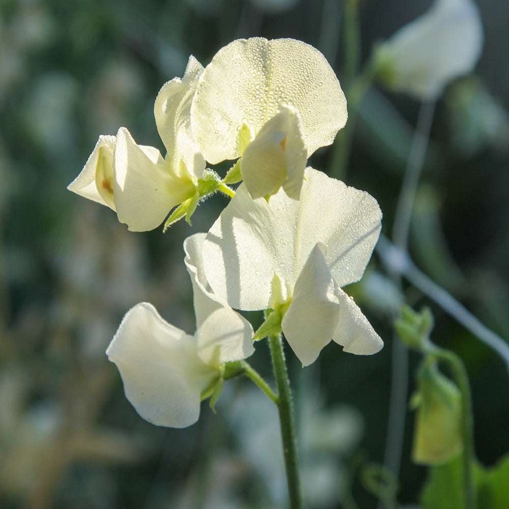 Bluehende Pflanze Duftwicke - Lathyrus odoratus 'Winter Sunshine Cream' aus der Gartenzauber-Saatgutserie