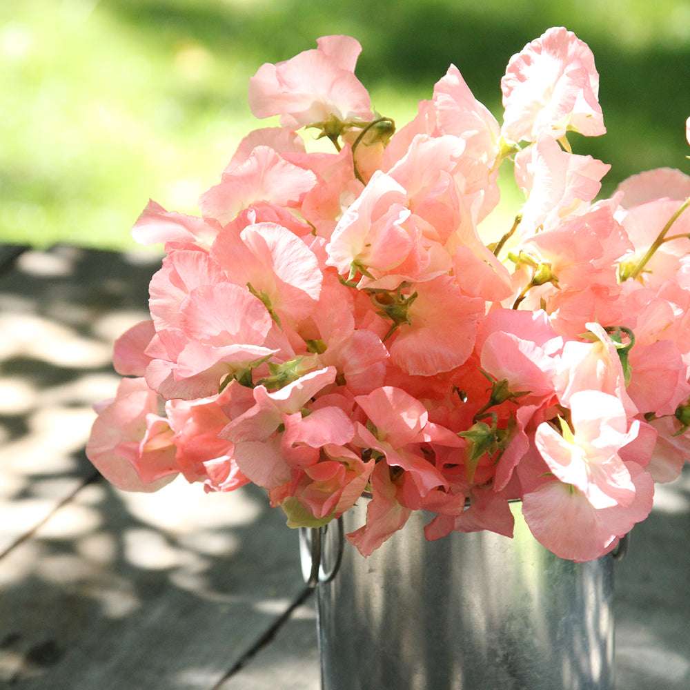 Bluehende Pflanze Duftwicke - Lathyrus odoratus 'Spring Sunshine Peach'  aus der Gartenzauber-Saatgutserie als Strauß in einem kleinen Zinkeimer